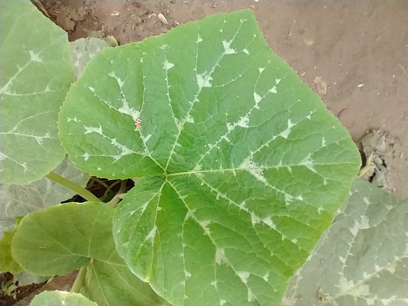 Cucurbita moschata